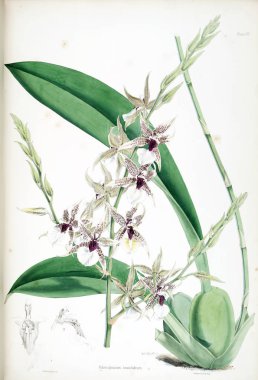 Orkide çiçek beyaz arka plan