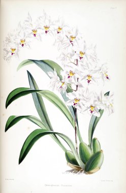 Orkide çiçek beyaz arka plan