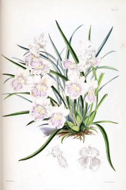 Orkide çiçek beyaz arka plan