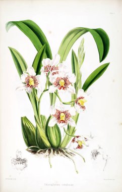 Orkide çiçek beyaz arka plan