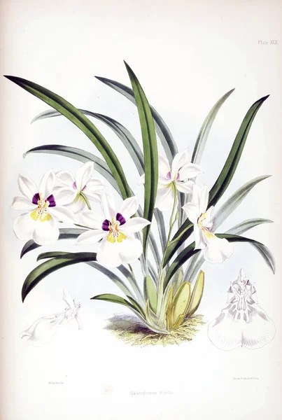 Orchideebloem Witte Achtergrond — Stockfoto