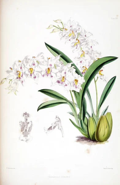 Ορχιδέα Λουλούδι Λευκό Φόντο — Φωτογραφία Αρχείου