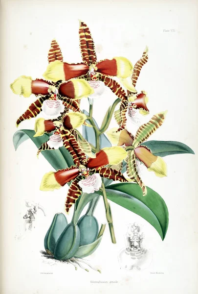 Orkidea Kukka Valkoinen Tausta — kuvapankkivalokuva