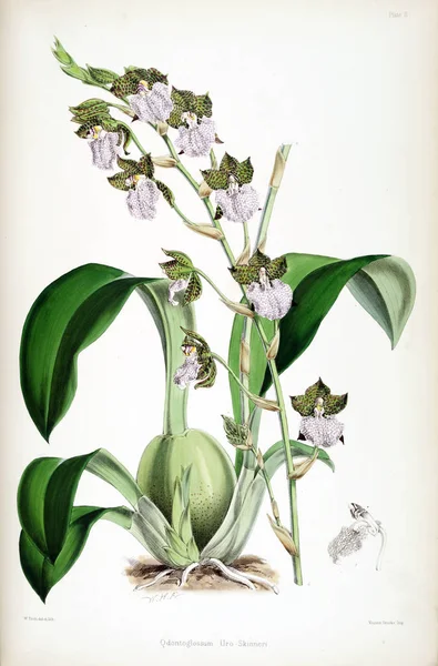 Fondo Bianco Del Fiore Del Orchid — Foto Stock