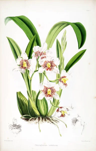 Orkide çiçek beyaz arka plan