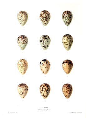 Aggs Illustration. Eski resim