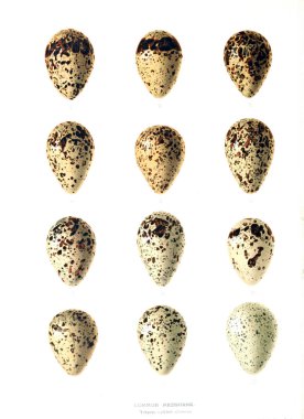 Aggs Illustration. Eski resim