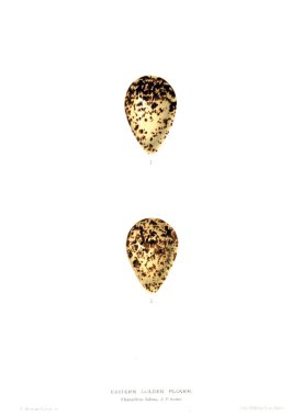 Aggs Illustration. Eski resim