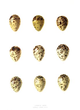 Aggs Illustration. Eski resim