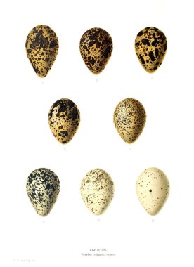 Aggs Illustration. Eski resim