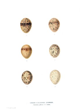 Aggs Illustration. Eski resim