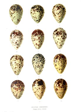 Aggs Illustration. Eski resim