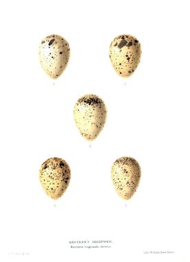 Aggs Illustration. Eski resim