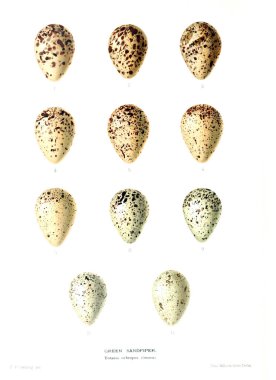 Aggs Illustration. Eski resim