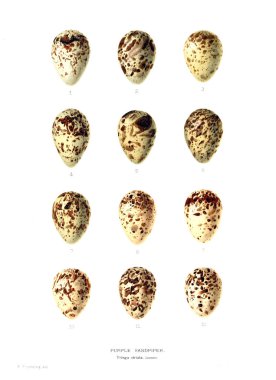 Aggs Illustration. Eski resim