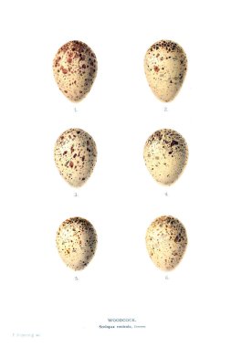 Aggs Illustration. Eski resim