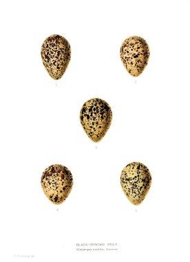 Aggs Illustration. Eski resim