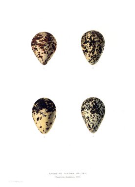 Aggs Illustration. Eski resim