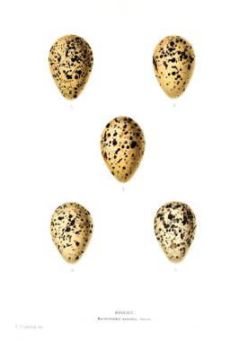 Aggs Illustration. Eski resim