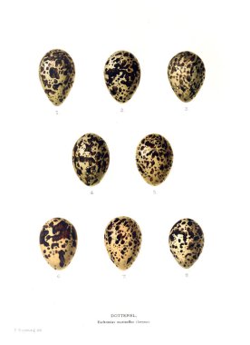 Aggs Illustration. Eski resim