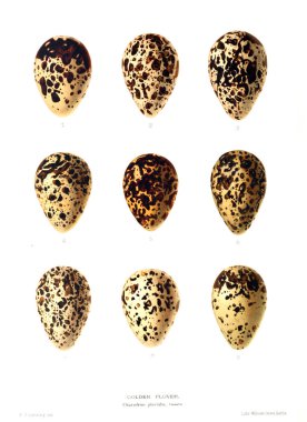 Aggs Illustration. Eski resim