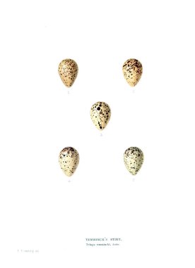 Aggs Illustration. Eski resim