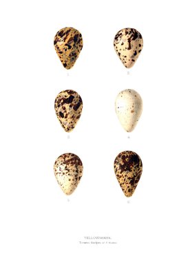 Aggs Illustration. Eski resim