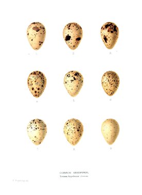 Aggs Illustration. Eski resim