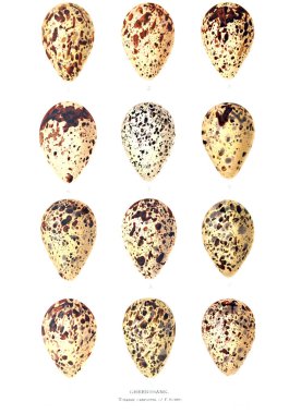 Aggs Illustration. Eski resim