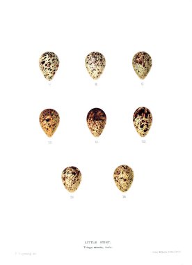 Aggs Illustration. Eski resim