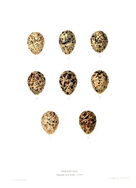 Aggs Illustration. Eski resim