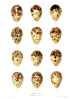 Aggs Illustration. Eski resim