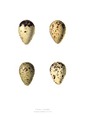 Aggs Illustration. Eski resim