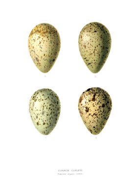 Aggs Illustration. Eski resim