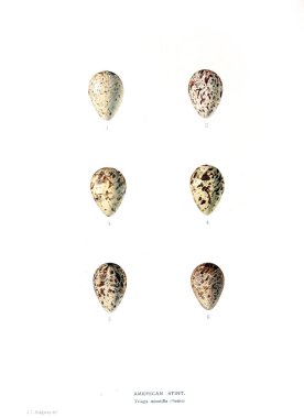 Aggs Illustration. Eski resim