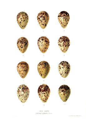 Aggs Illustration. Eski resim