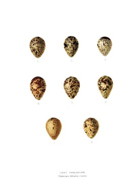 Aggs Illustration. Eski resim