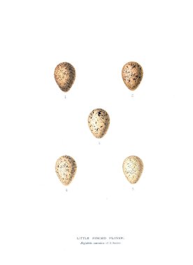 Aggs Illustration. Eski resim