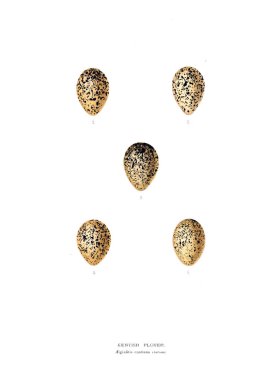 Aggs Illustration. Eski resim