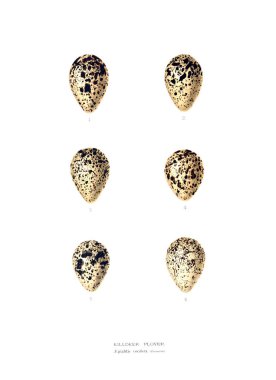 Aggs Illustration. Eski resim