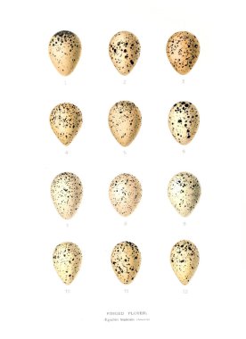 Aggs Illustration. Eski resim