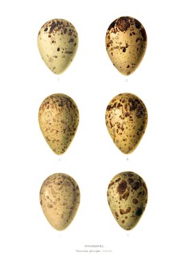 Aggs Illustration. Eski resim