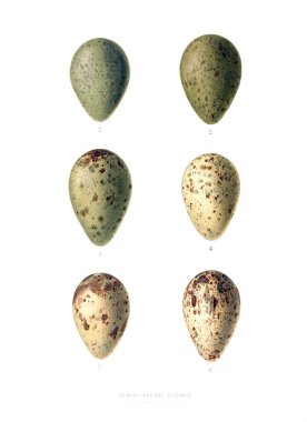 Aggs Illustration. Eski resim