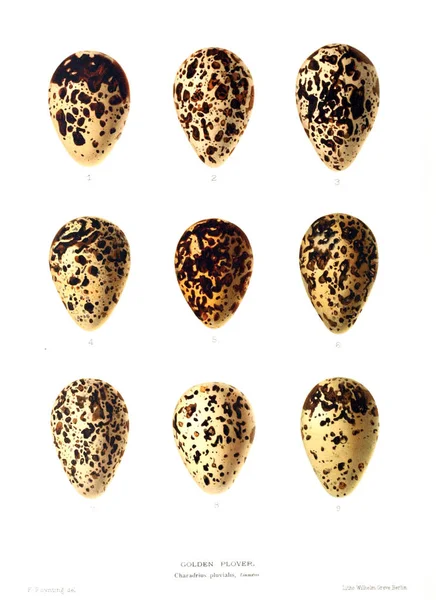 Aggs Illustration. Eski resim