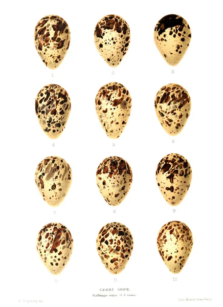 Aggs Illustration. Eski resim