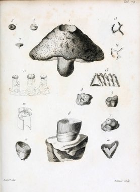 hayvan Illustration. Eski resim