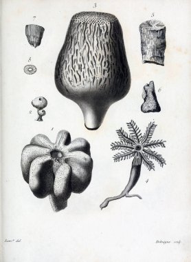 hayvan Illustration. Eski resim