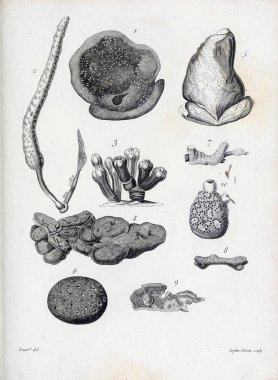 hayvan Illustration. Eski resim