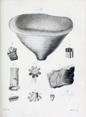 hayvan Illustration. Eski resim