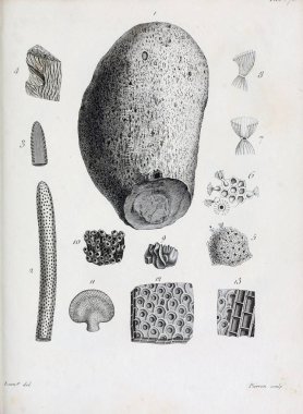 hayvan Illustration. Eski resim